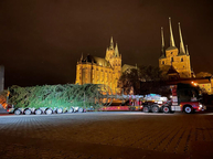 Anlieferung Weihnachtsbaum f&uuml;r den Erfurter Domplatz 3